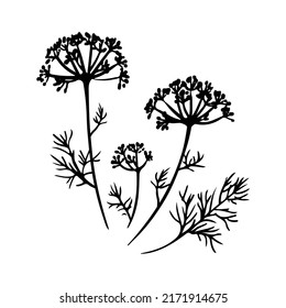 Black and white fennel botanical illustration. Silhouette of inflorescences and leaves of dill on a white background.Medical plant. Cooking ingredient for culinary menu. Hand drawn sketch vector