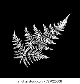 Black and white fern illustration. Ancient plant.