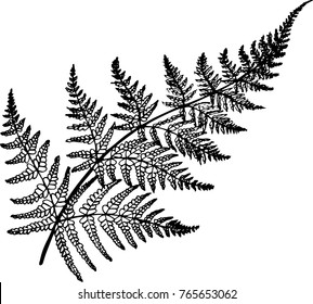 Black White Fern Illustration Ancient Plant Stock Vector (royalty Free 