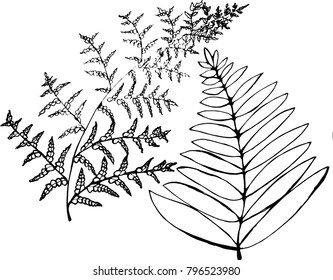 Black and white fern illustration. Ancient plant set.
