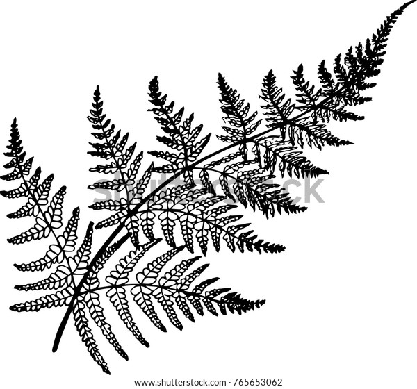 Black White Fern Illustration Ancient Plant Stock Vector (Royalty Free ...