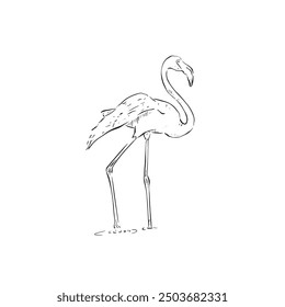 Black and white flamingo illustration, side profile pink bird vector. Drawn by hand in line.