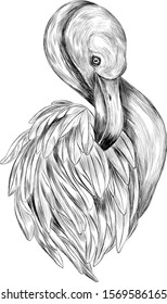 black and white Flamingo realistic beautiful portrait