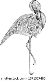 black and white Flamingo realistic beautiful sketch