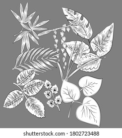 black and white floral background