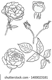 Black and white floral elements. Good for wedding invitation, background, brochure or wrapping paper design. Vector