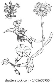 Black and white floral elements. Good for wedding invitation, background, brochure or wrapping paper design. Vector