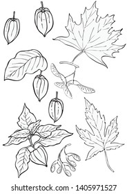 Black and white floral elements. Good for wedding invitation, background, brochure or wrapping paper design. Vector