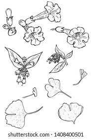 Black and white floral elements. Good for wedding invitation, background, brochure or wrapping paper design. Vector