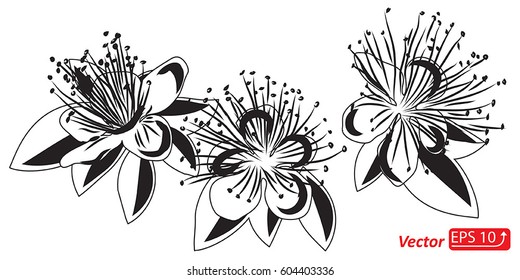 Black and white Floral Hand drawn element design of spring flowers, isolated on white background, vector illustration