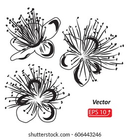Black and white Floral Hand drawn element design of spring flowers, isolated on white background, vector illustration