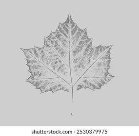 Black and white floral leaves and branch of botanical print. Plain leaf sketched art on plain white background.