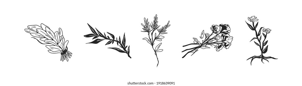 Black and white floral set of flowers, plants with leaves and herbs. Collection of hand-drawn floristic elements. Botanical monochrome vector illustration isolated on white background.