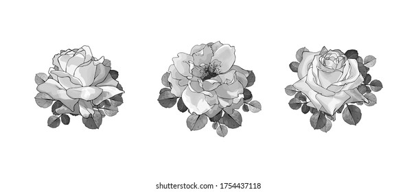 Black and white floral set of three monochrome flowers rose with leaves closeup. Isolated on white. Hand drawn. Botanical illustration for the design of wedding invitations, greeting cards. Vector.