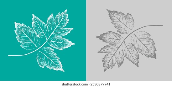 Black and white floral stem and leaves and branch of botanical print. Plain leaf sketched art on plain white background.    