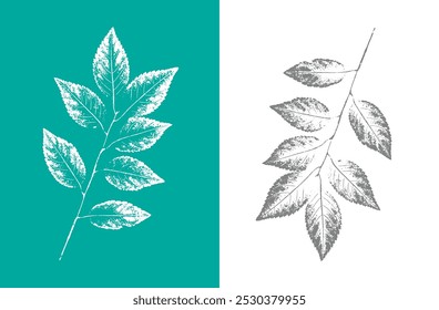 Black and white floral stem and leaves and branch of botanical print. Plain leaf sketched art on plain white background.    