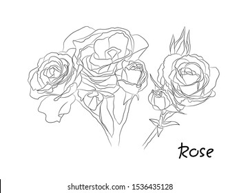 Black and white floral vector set. Isolated Hand drawn black contours of rose flowers on white background. Ornate template for design, coloring page.
