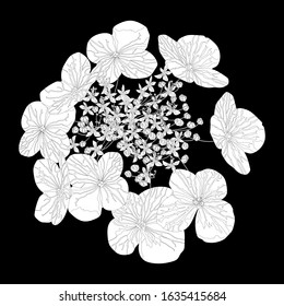 Black and white floral vector template. Isolated Hand drawn black and white contours of twig with flowers and buds on black background.