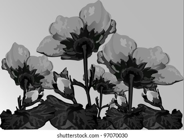  black - white flower