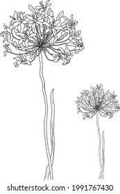 Black and white flower drawing with line art on white background, botanical floral vector