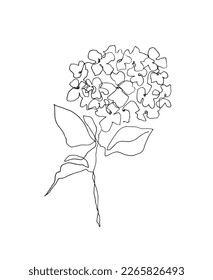 Black and white flower illustration. Hand drawn hydrangea flower.Continuous line botanical drawing.