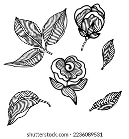 Black and white flower and leaves, rustic rose doodle floral elements set for coloring page, logo or other design 
