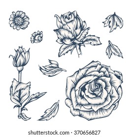 Black and white flowers elements for design.  Ink in the style of antique engraving.  Vector illustration. 