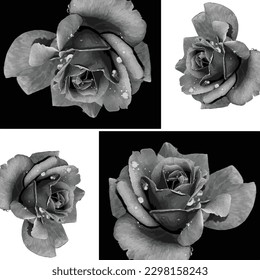 Vector de flores negras y blancas
