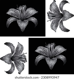 Black and White Flowers Vector