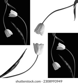 Black and White Flowers Vector