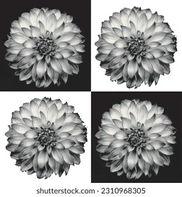 Black and White Flowers Vector