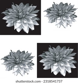 Black and White Flowers Vector