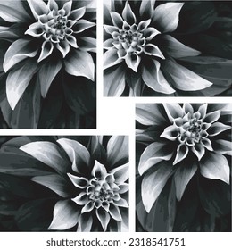 Black and White Flowers Vector