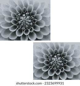 Black and White Flowers Vector