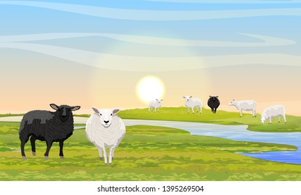 Black and white fluffy sheep in a meadow near the river. Farm. Realistic Vector Landscape