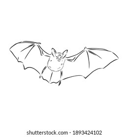black and white flying Halloween vampire bat, sketch style vector illustration isolated on white background. bat vector sketch illustration