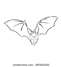 black and white flying Halloween vampire bat, sketch style vector illustration isolated on white background. bat vector sketch illustration