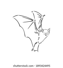 black and white flying Halloween vampire bat, sketch style vector illustration isolated on white background. bat vector sketch illustration