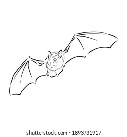 black and white flying Halloween vampire bat, sketch style vector illustration isolated on white background. bat vector sketch illustration