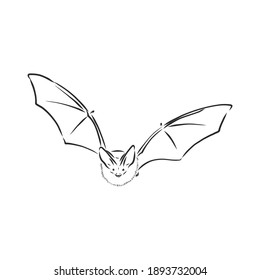 black and white flying Halloween vampire bat, sketch style vector illustration isolated on white background. bat vector sketch illustration