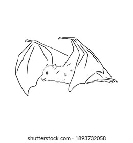 black and white flying Halloween vampire bat, sketch style vector illustration isolated on white background. bat vector sketch illustration