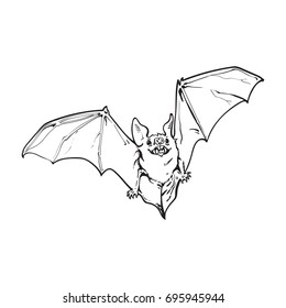 black and white flying Halloween vampire bat, sketch style vector illustration isolated on white background. Hand drawn, sketch style vampire bat flying with wide spread wings, Halloween object