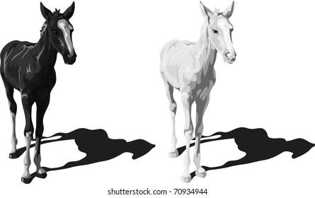 Black and white foals with shadows