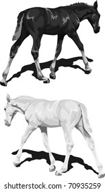 Black and white foals with shadows