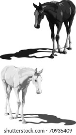 Black and white foals with shadows