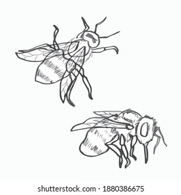 black and white freehand sketches of bees. beekeeping. mascot and design of bee products and honey. hand draw. vector. monochrome art.