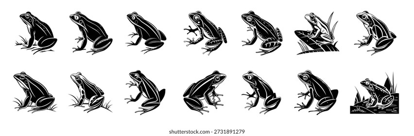 black and white frog illustrations high quality amphibian