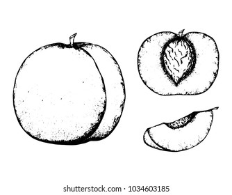 Black and white fruit sketch hand drawing isolated vector illustration