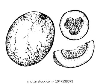 Black and white fruit sketch hand drawing isolated vector illustration