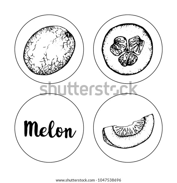 Black White Fruit Sketch Hand Drawing Stock Vector Royalty Free 1047538696